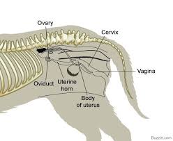 Students can do various tasks connected with pets, body parts and the verb have got. A Visual Guide To Understanding Dog Anatomy With Labeled Diagrams Dog Anatomy Cat Anatomy Vet Medicine