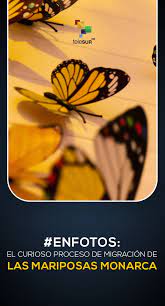 La Mariposa Monarca Y Su Curioso Proceso De Migracion Mariposa Monarca Especies De Mariposas Monarcas