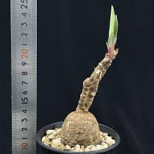 Image result for Euphorbia eranthes
