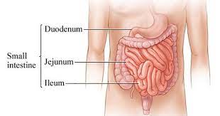 The Intestines Human Anatomy Picture Function Location Parts Definition And Conditions Small Intestine Bacterial Overgrowth Intestines Anatomy Lymphatic System