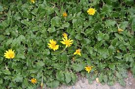 Image result for Haplocarpha scaposa