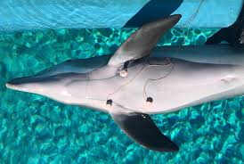 For boys and girls kids and adults teenagers and toddlers preschoolers and older kids at school. How Dolphins Avoid The Bends Science Research News Frontiers