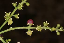 Image result for Salvadoraceae