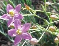 Image result for Chironia