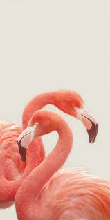 Inspiring 25 Beautiful Flamingo Pictures Https Meowlogy Com 2017 09 28 25 Beautiful Flamingo Pictures The Flamingo Pictures Flamingo Art Print Flamingo Art