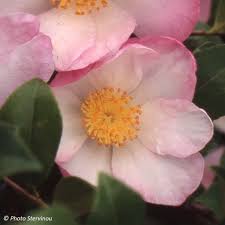 Camelia D Automne Versicolor Camellia Sasanqua Fleurs Blanches Fleurs Simples Arbuste