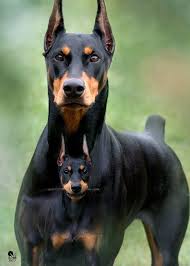 Ny dobermans started out in upstate ny and recently moved to berlin md. Buy Doberman Puppy Nyc Crazypurplemama