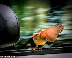 We did not find results for: House Finch Gold Finch Sharing The Birdbath Picture Of South Llano River State Park Junction Tripadvisor