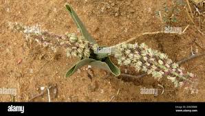 Image result for Ledebouria revoluta