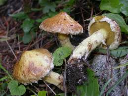 Image result for Suillus wasatchicus