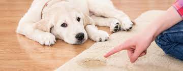 Natürlich kann ein drei monate alter hund noch nicht einen halben tag einhalten, aber normale gassizeiten (etwa 6 am tag und eine vor dem schlafengehen) sind gut zu schaffen. Welpe Stubenrein Bekommen Welpenerziehung Mit Belcando