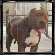 Get pitbull puppies for sale in usa now! Pitbull Dog Pitbull Dog Price In Delhi