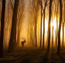 Early Morning Light Get More Gifs Funny Funnymemes Humor Videos Memes Funnypictures Funnypic Quotes Morning Photography Morning Light Early Morning