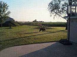 Black bear still roaming Eastern Iowa