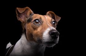 Learn more about how your dog views the world. Are Dogs Colorblind Live Science