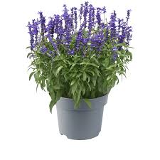 Image result for Salvia farinacea