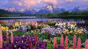 Spring runtime offers support and binaries for openjdk™, spring, and apache tomcat® in one simple subscription. Spring Background Hintergrundbild Nawpic