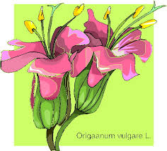 磊 dibujos de olivos【+30】fáciles y gratis. Orquideas Imagenes Animadas Gifs Y Animaciones 100 Gratis