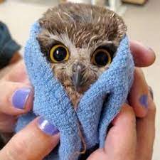 Видео screech owl taking a bath канала cbshelby. Baby Owl After A Bath Imgur