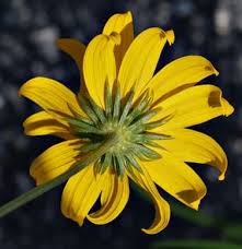 Image result for Helianthus angustifolius