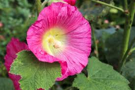 Check spelling or type a new query. Amazing Meaning And Symbolism Of Hollyhock Flower And Color Florgeous