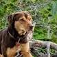 A Dog’s Way Home (Kamas)