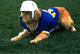 Watch movies online free free movies online m4ufree movies free movie streaming free movie 123 movies. The Air Bud Quintilogy Ranked From Worst To Best By Joey Shapiro Medium