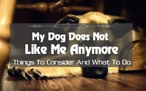 My Dog Doesnt Like Me Anymore Like Me Dogs Pet Blog