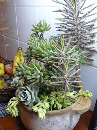 Sukkulenten sind pflanzen mit zwiespältigem image. 35 Wundervolle Deko Ideen Fur Den Garten Mit Sukkulenten