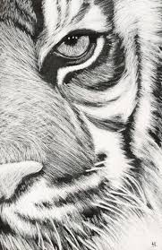 10981537 1588684631372770 1336593973288222889 N Jpg 623 960 Scratchboard Art Pencil Drawings Of Animals Tiger Painting