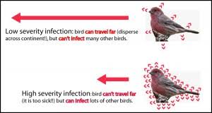 House Finch eye disease continues to spread