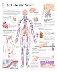 the endocrine system