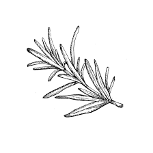 Rosemary Gif 520 520 So Simple Yet Profound Rosemary Tattoo Herb Tattoo Drawings