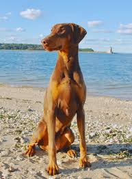 Huntington beach pet hospital (hbph) has served huntington beach and the surrounding communities since 2001. Long Island Veterinary Care Huntington Village Animal Hospital