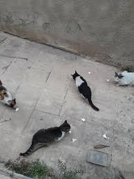 Check spelling or type a new query. Urgent Galoufa Ces Pauvres Sos Animaux Algerie Facebook