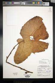 Image result for Ficus oreodryadum