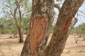 Image result for Rytigynia monantha