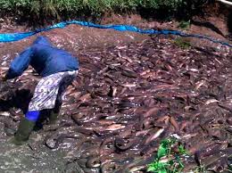 Biasanya kalau digoreng pun dah sedap dimakan dengan sedikit sambal dan ulam bersama nasi panas. Idea Bisnes Ternak Keli Dalam Kanvas Usahawan Com