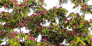 Image result for Combretum kraussii