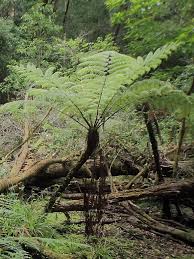 Image result for Cyathea manniana