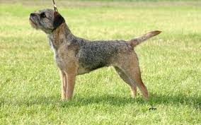 Image result for border teriér