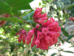 Te Presentamos La Ficha Completa Del Galan Rojo Con Imagenes Plantas Fichas Flores