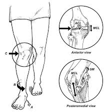 Pin On Physical Therapy Stuff