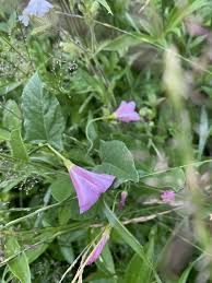 Image result for Convolvulus aschersonii