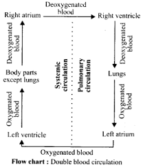 What Is The Path Of Blood Flow In The Systemic Vascular