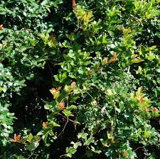 Image result for Rhoicissus rhomboidea