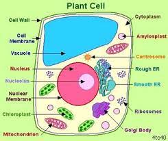 The plant cell is protected from the surrounding environment by the cell wall and cell membrane. Plant Cells Cells In Stuff