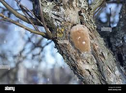 Image result for Phellinus pomaceus