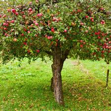Very crisp and tangy, more flavorful than granny smith. Everything You Need To Know About 5 In 1 Apple Trees This Old House