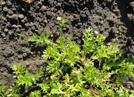 Image result for Cotula australis